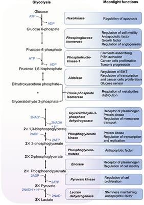 Moonlight functions of glycolytic enzymes in cancer